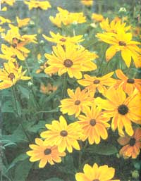 Rudbeckia Indian Summer is as warm as the season it was named for.